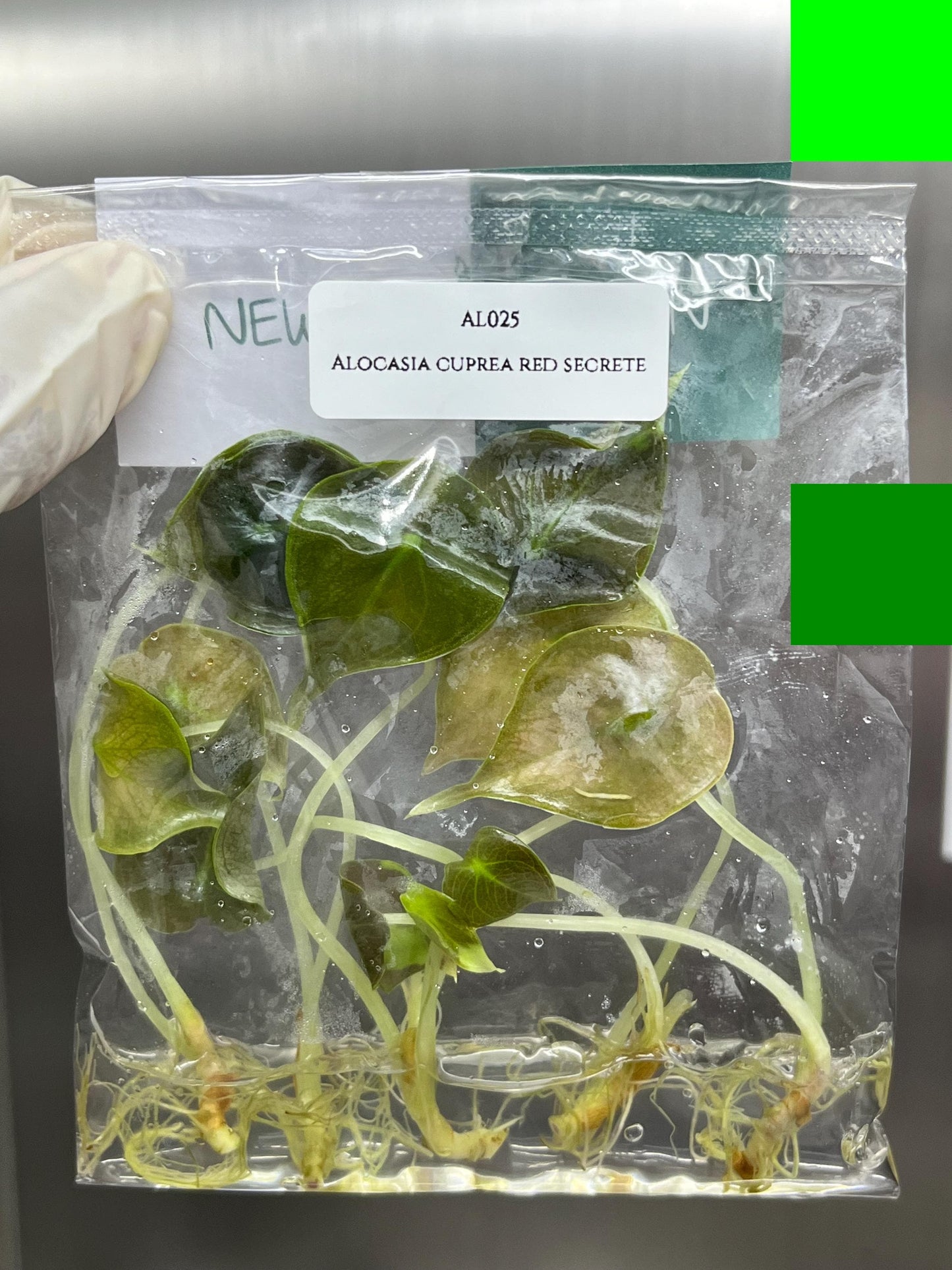Wholesale Alocasia Cuprea Red Secret Plant Tissue Culture (25 Bags)