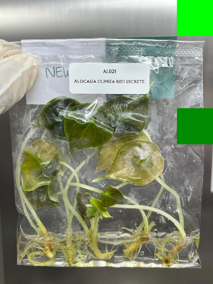 Wholesale Alocasia Cuprea Red Secret Plant Tissue Culture (25 Bags)