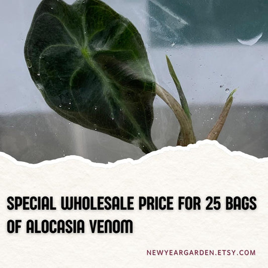 Wholesale Alocasia Venom Tissue Culture (25 Bags)