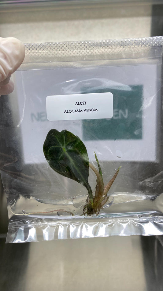 Wholesale Alocasia Venom Tissue Culture (25 Bags)