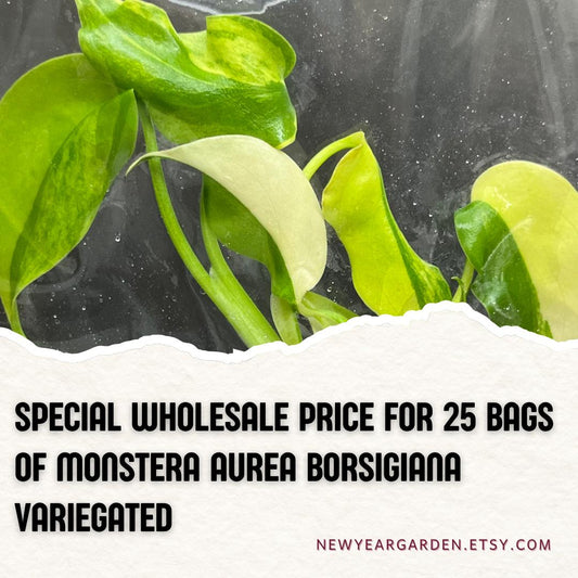Wholesale Monstera Aurea Borsigiana Variegated Tissue Culture (25 Bags)