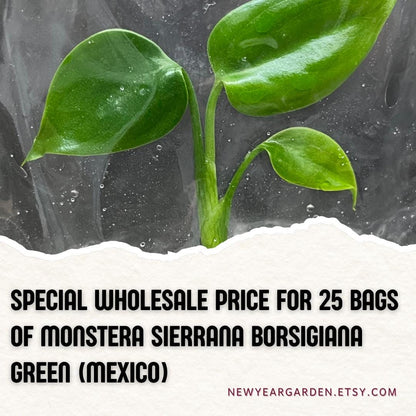 Wholesale Monstera Sierrana Borsigiana Green Tissue Culture (25 Bags)