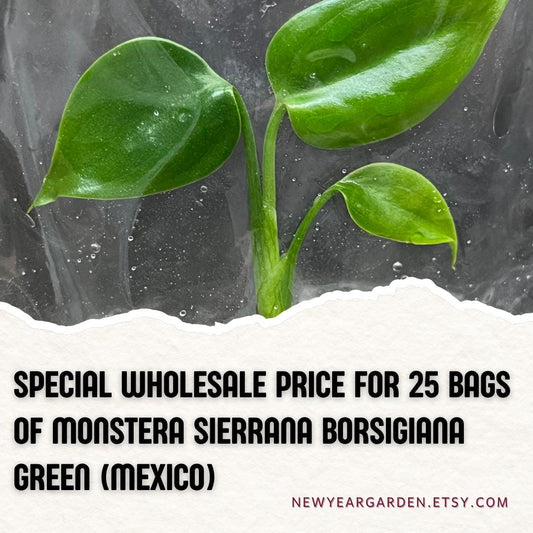 Wholesale Monstera Sierrana Borsigiana Green Tissue Culture (25 Bags)