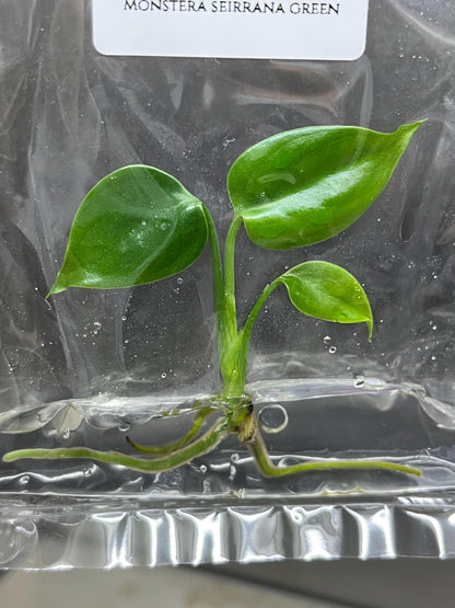 Wholesale Monstera Sierrana Borsigiana Green Tissue Culture (25 Bags)