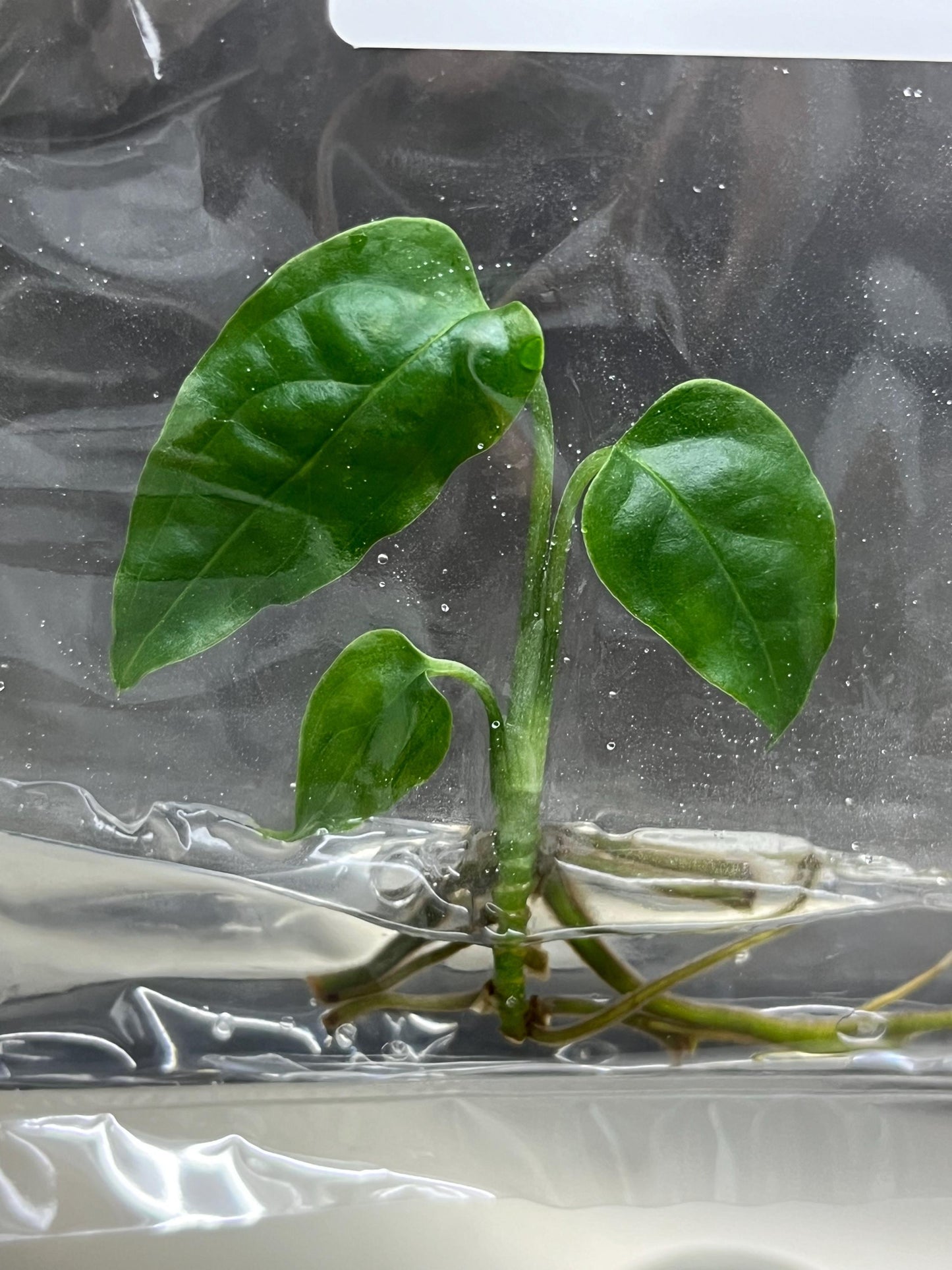 Wholesale Monstera Obliqua Peru Tissue Culture (25 Bags)