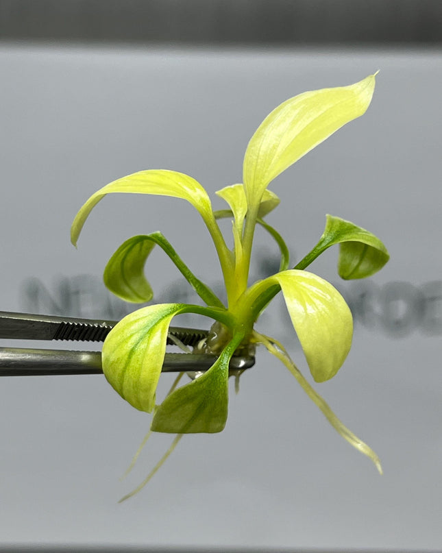 Wholesale Homalomena Rubescens Mint (25 Bags)