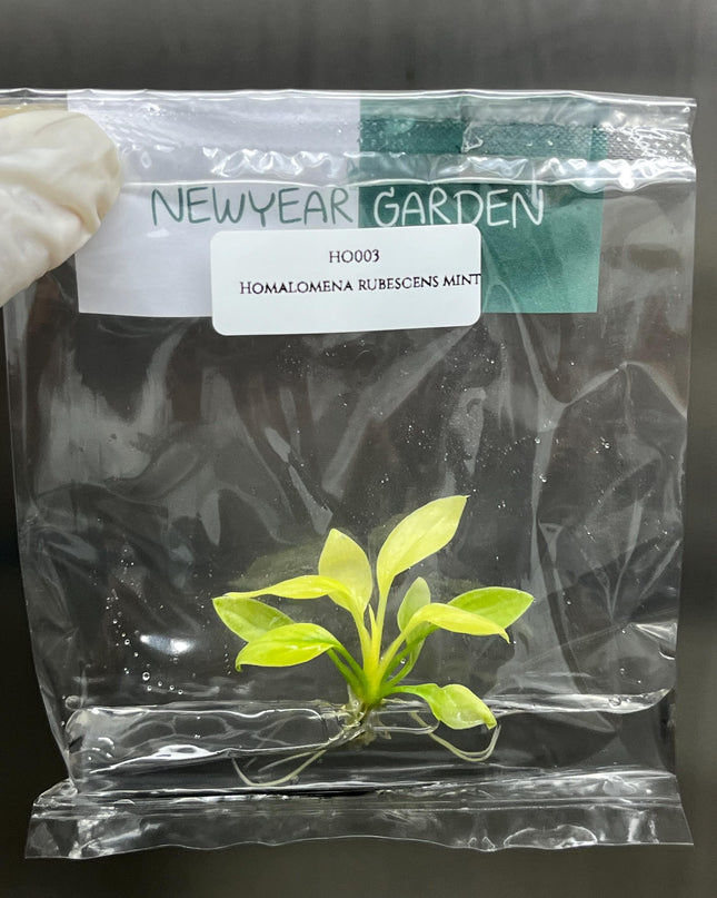 Wholesale Homalomena Rubescens Mint (25 Bags)