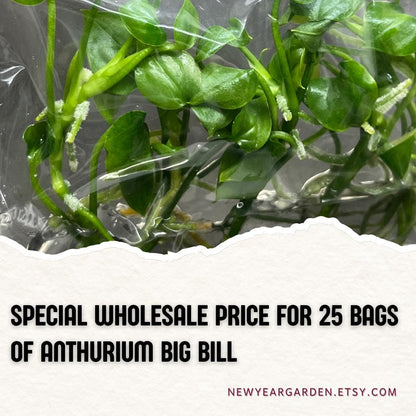 Wholesale Anthurium Big Bill Tissue Culture (25 Bags)