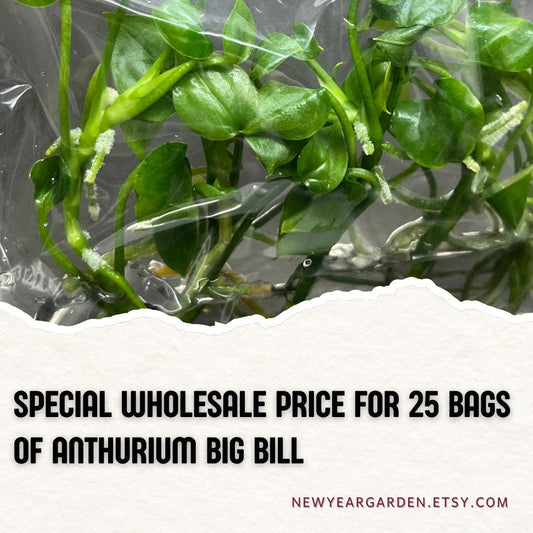 Wholesale Anthurium Big Bill Tissue Culture (25 Bags)