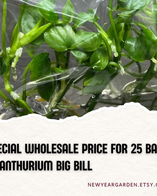 Wholesale Anthurium Big Bill Tissue Culture (25 Bags)