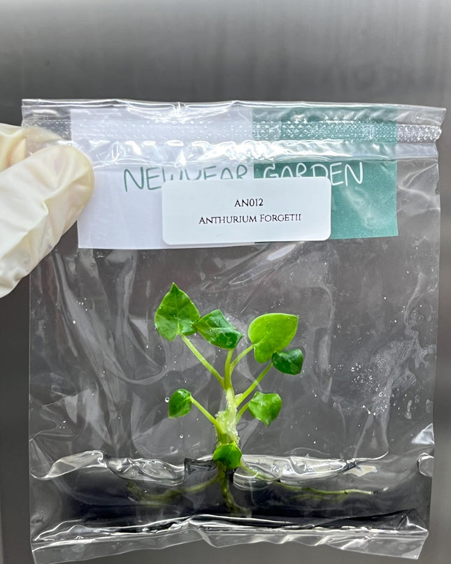 Wholesale Anthurium Forgetii Tissue Culture (25 Bags)