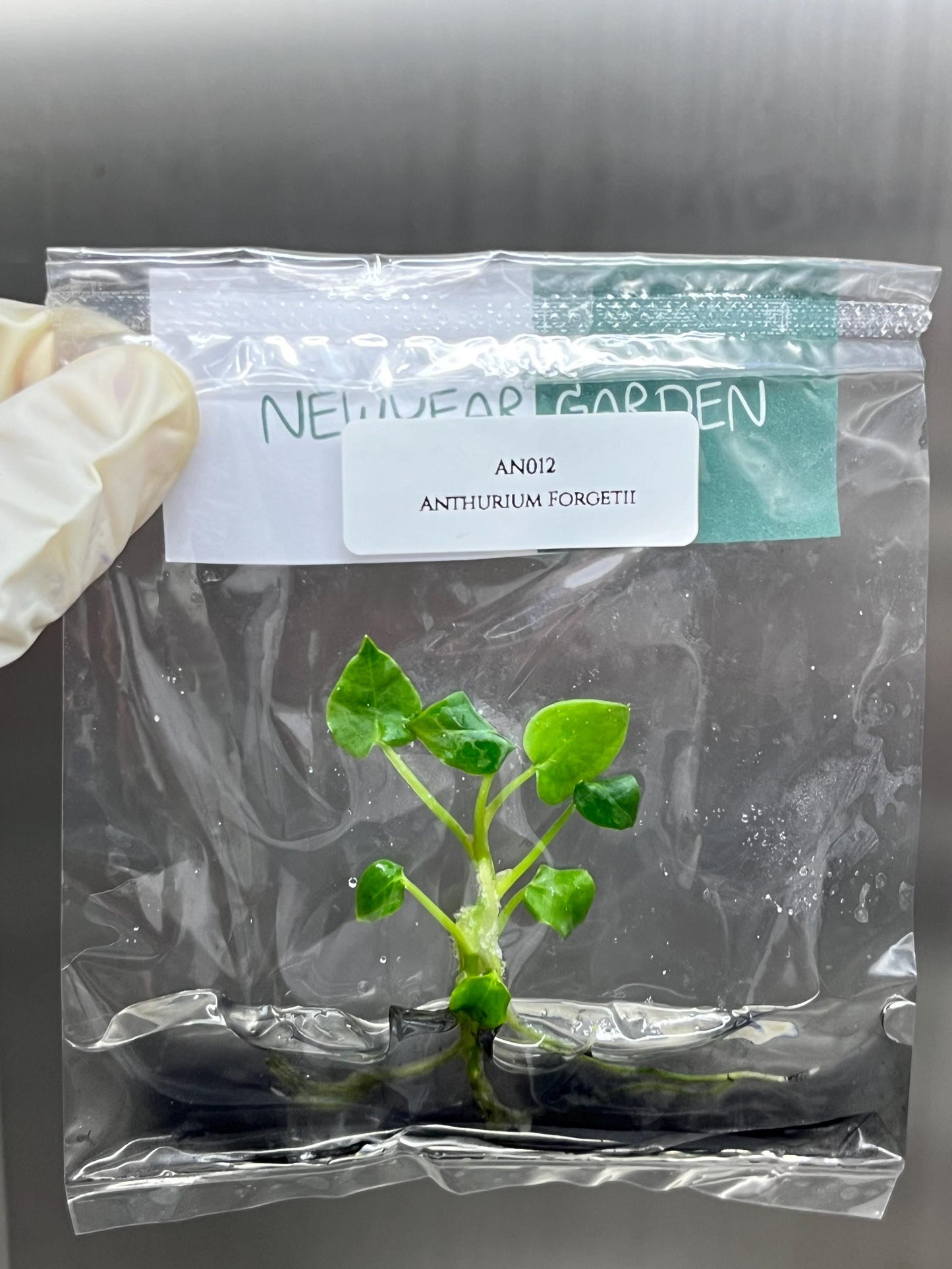 Wholesale Anthurium Forgetii Tissue Culture (25 Bags)