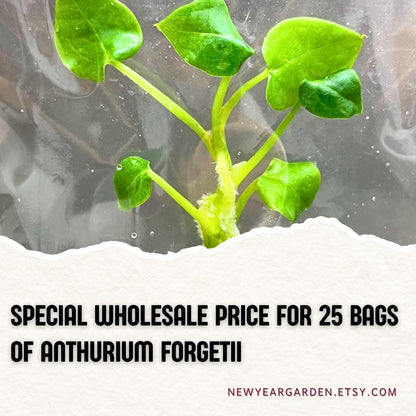 Wholesale Anthurium Forgetii Tissue Culture (25 Bags)
