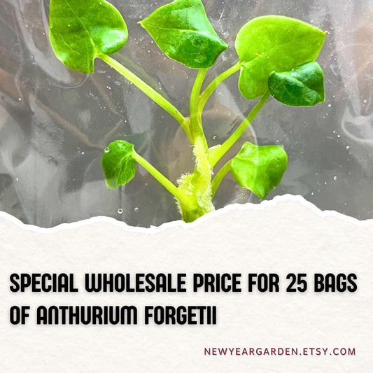 Wholesale Anthurium Forgetii Tissue Culture (25 Bags)