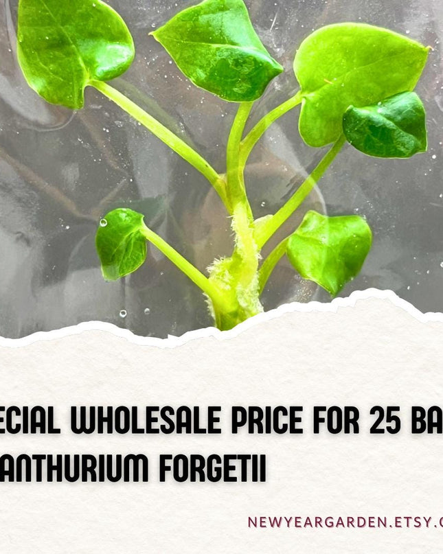 Wholesale Anthurium Forgetii Tissue Culture (25 Bags)