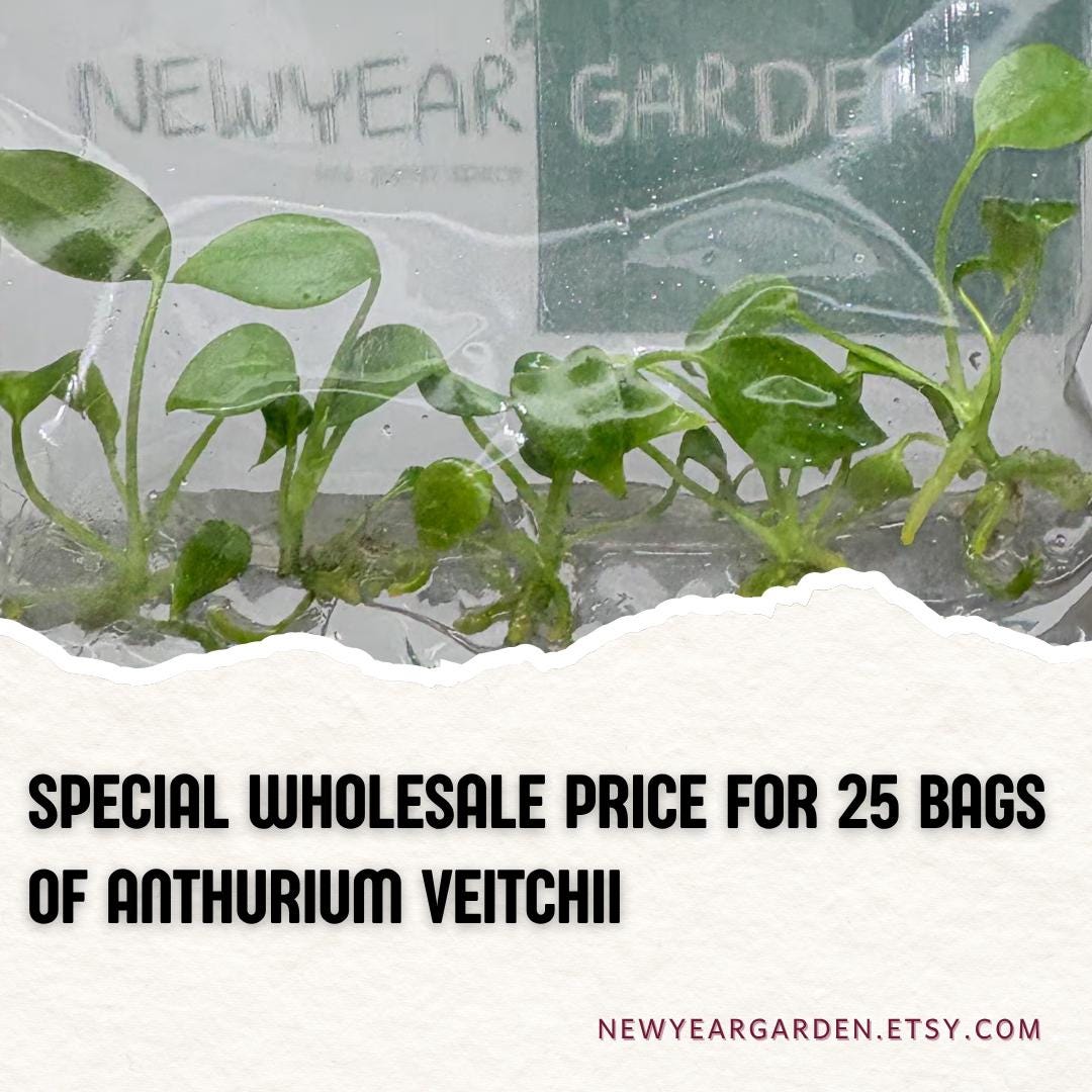 Wholesale Anthurium Veitchii Tissue Culture (25 Bags)