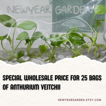 Wholesale Anthurium Veitchii Tissue Culture (25 Bags)