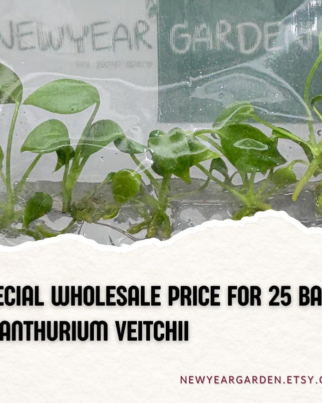 Wholesale Anthurium Veitchii Tissue Culture (25 Bags)