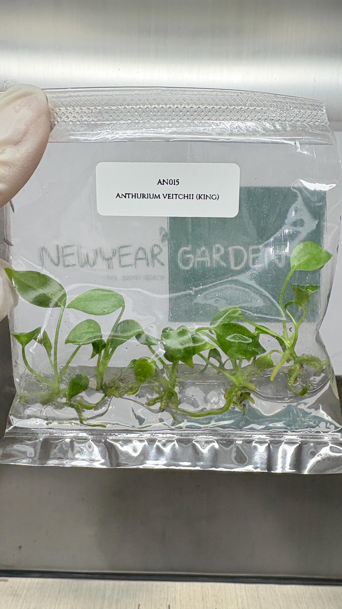 Wholesale Anthurium Veitchii Tissue Culture (25 Bags)