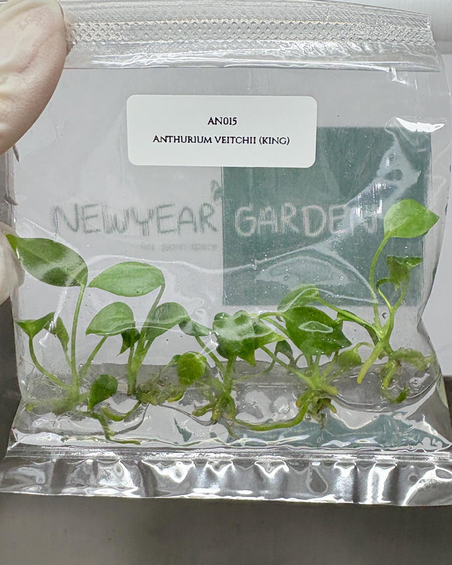 Wholesale Anthurium Veitchii Tissue Culture (25 Bags)