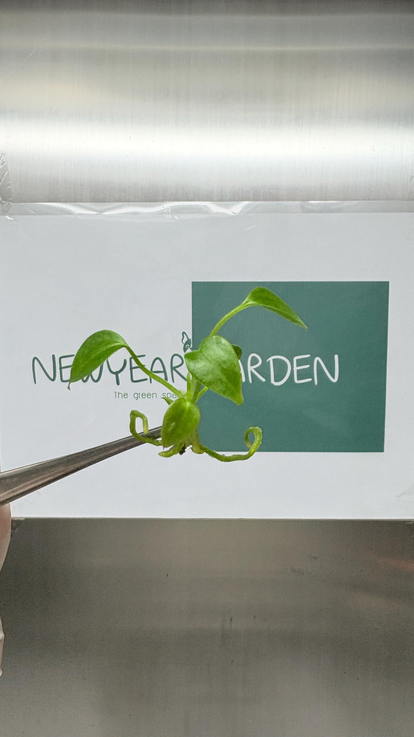 Wholesale Anthurium Veitchii Tissue Culture (25 Bags)