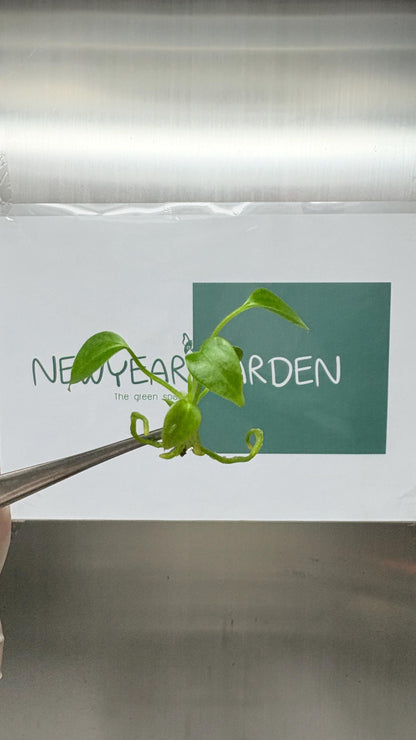 Wholesale Anthurium Veitchii Tissue Culture (25 Bags)