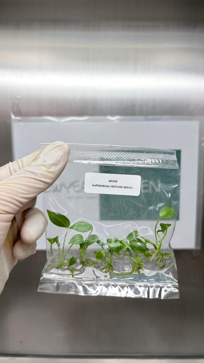 Wholesale Anthurium Veitchii Tissue Culture (25 Bags)