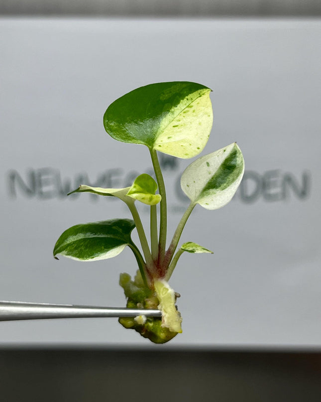Wholesale Anthurium Renaissance White Yellow Variegated Tissue Culture (25 Bags)