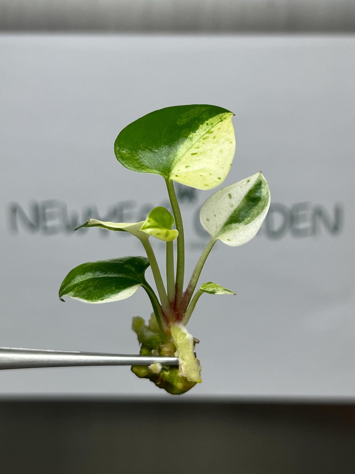 Wholesale Anthurium Renaissance White Yellow Variegated Tissue Culture (25 Bags)