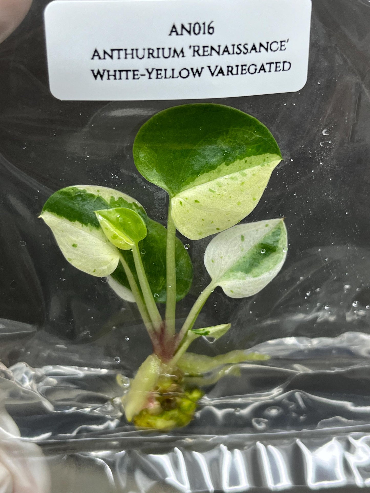 Wholesale Anthurium Renaissance White Yellow Variegated Tissue Culture (25 Bags)