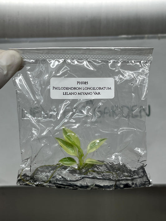 Mutation RARE Philodendron Longilobatum Lelano Miyano Variegated  Tissue Culture (1 item/bag)