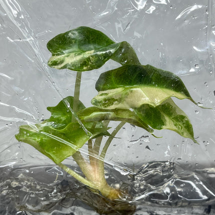 Alocasia Polly Pink Variegated Tissue Culture (1 item/bag)
