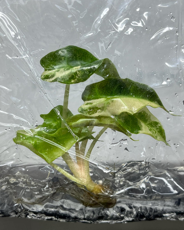 Alocasia Polly Pink Variegated Tissue Culture (1 item/bag)