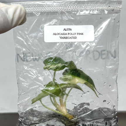 Alocasia Polly Pink Variegated Tissue Culture (1 item/bag)