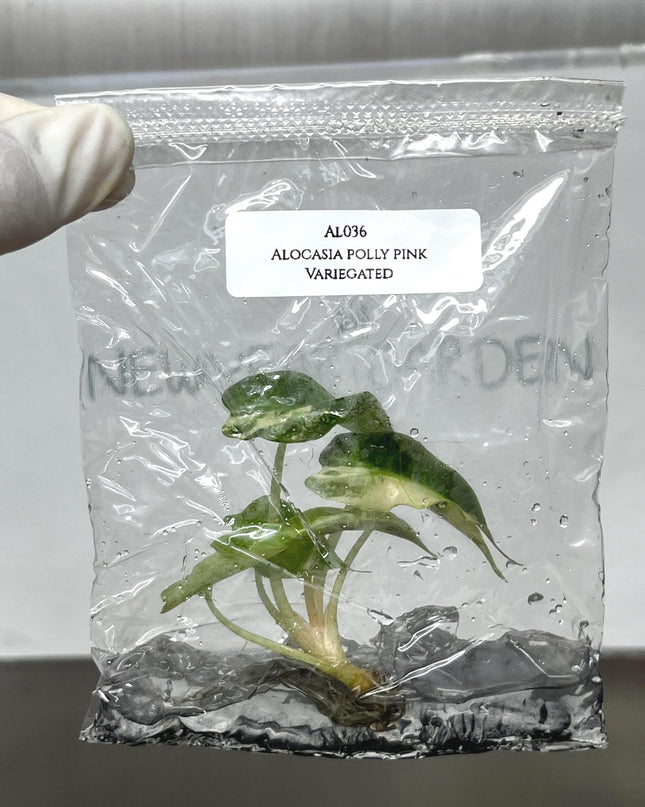 Alocasia Polly Pink Variegated Tissue Culture (1 item/bag)
