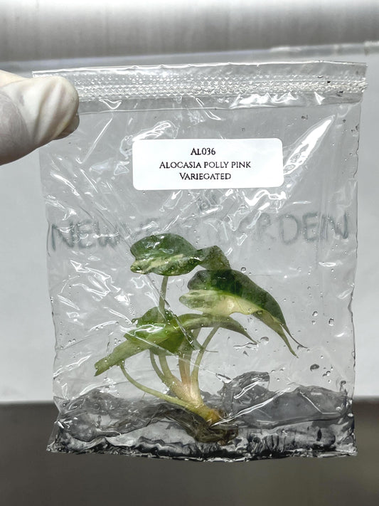 Alocasia Polly Pink Variegated Tissue Culture (1 item/bag)