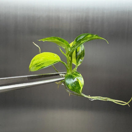 Philodendron Florida x Mayoi Variegated Tissue Culture (1 item/bag)