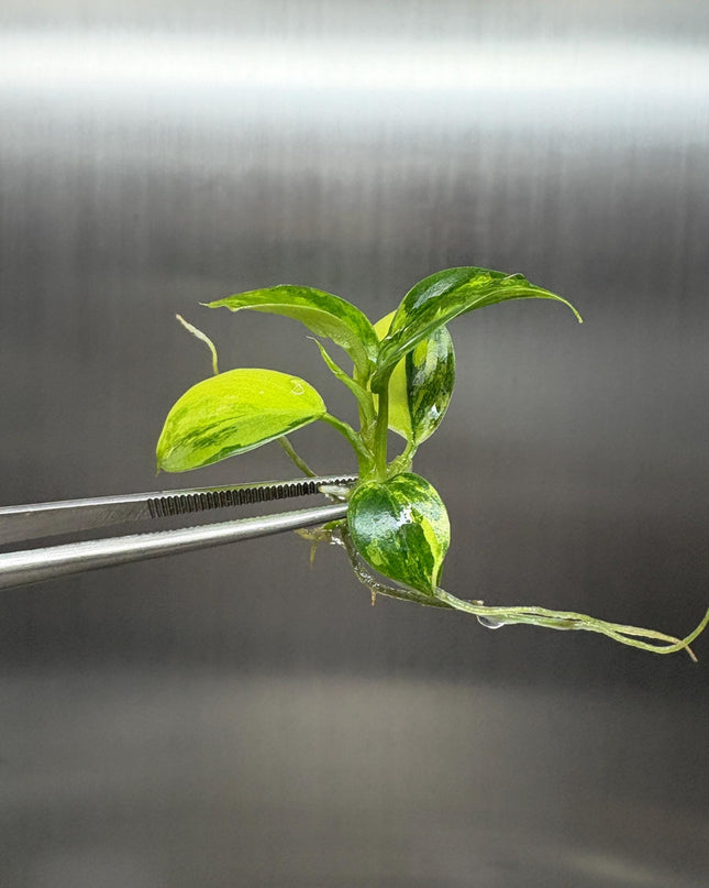 Philodendron Florida x Mayoi Variegated Tissue Culture (1 item/bag)