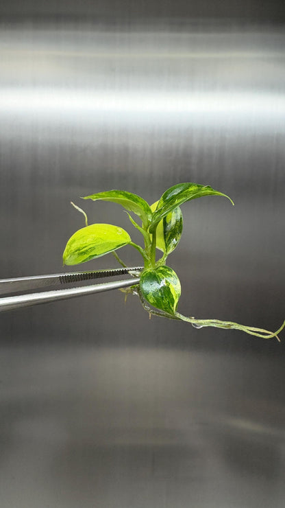 Philodendron Florida x Mayoi Variegated Tissue Culture (1 item/bag)