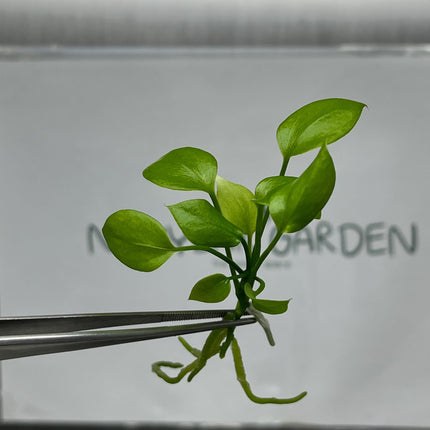 Anthurium Vittarifolium Tissue Culture (5 items/bag)