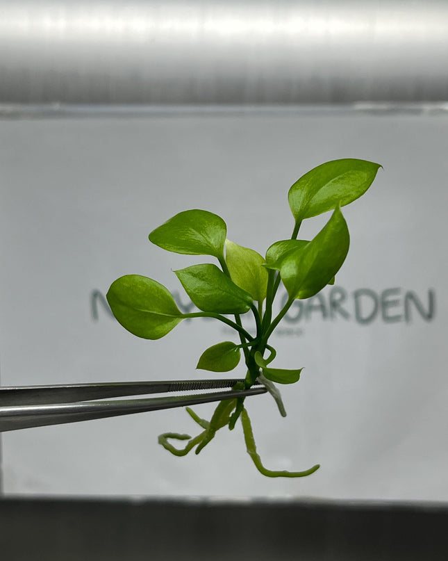 Anthurium Vittarifolium Tissue Culture (5 items/bag)