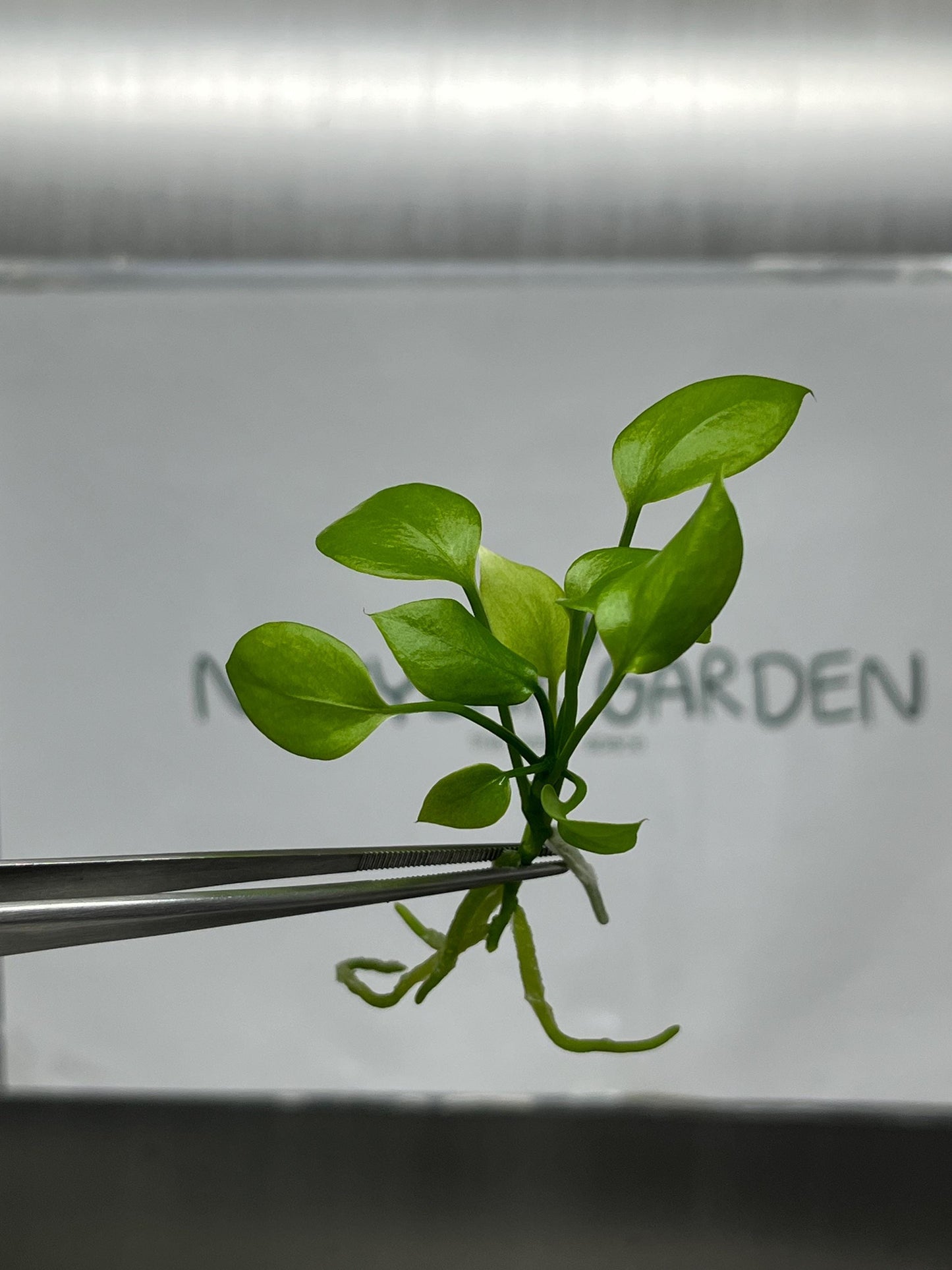 Anthurium Vittarifolium Tissue Culture (5 items/bag)