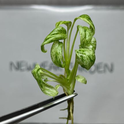 Epipremnum Giganteum Marble Variegated Tissue Culture (5 items/bag)
