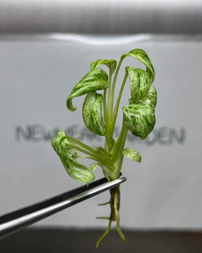 Epipremnum Giganteum Marble Variegated Tissue Culture (5 items/bag)