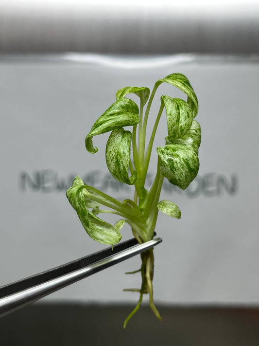 Epipremnum Giganteum Marble Variegated Tissue Culture (5 items/bag)