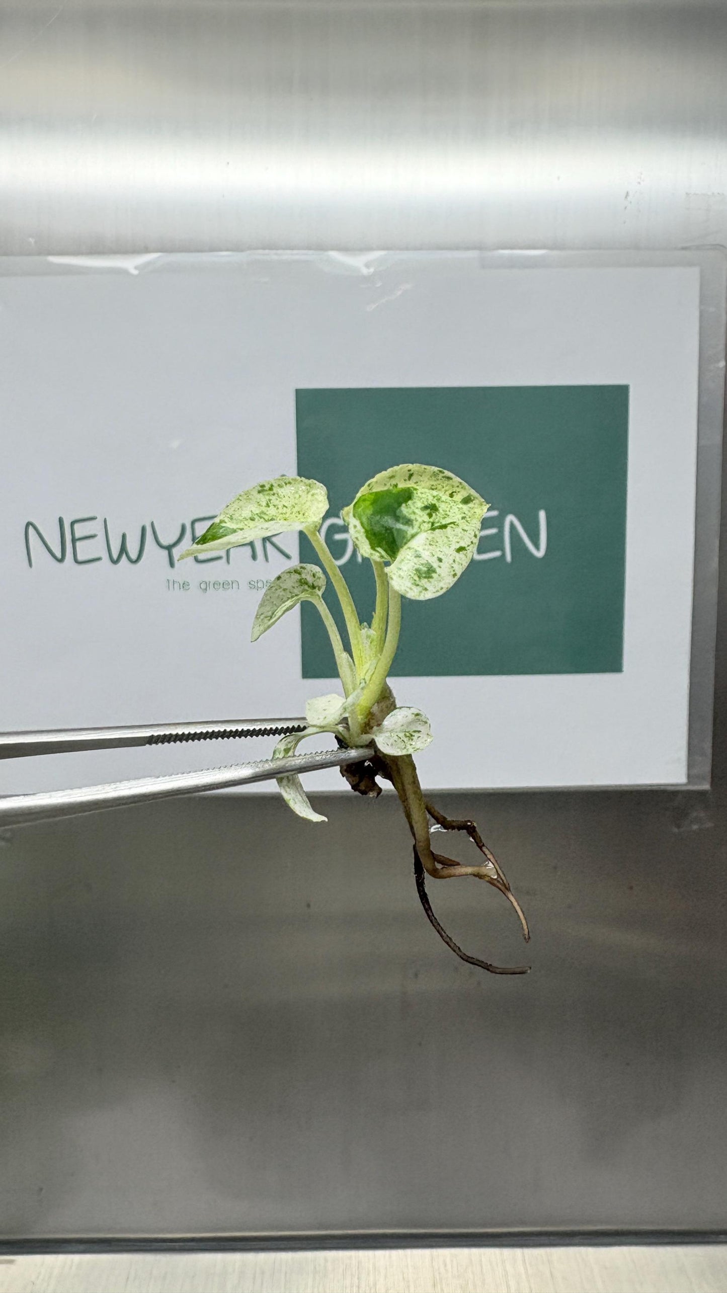 Epipremnum Marble  Tissue Culture (5 items/bag)