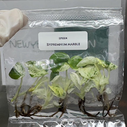 Epipremnum Marble  Tissue Culture (5 items/bag)