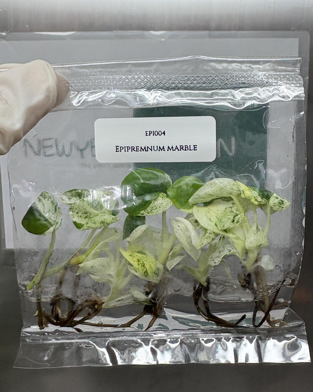 Epipremnum Marble  Tissue Culture (5 items/bag)