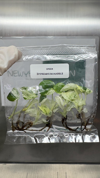 Epipremnum Marble  Tissue Culture (5 items/bag)