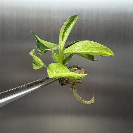 Philodendron Billietiae x Jose Buono Variegated Tissue Culture (1 item/bag)